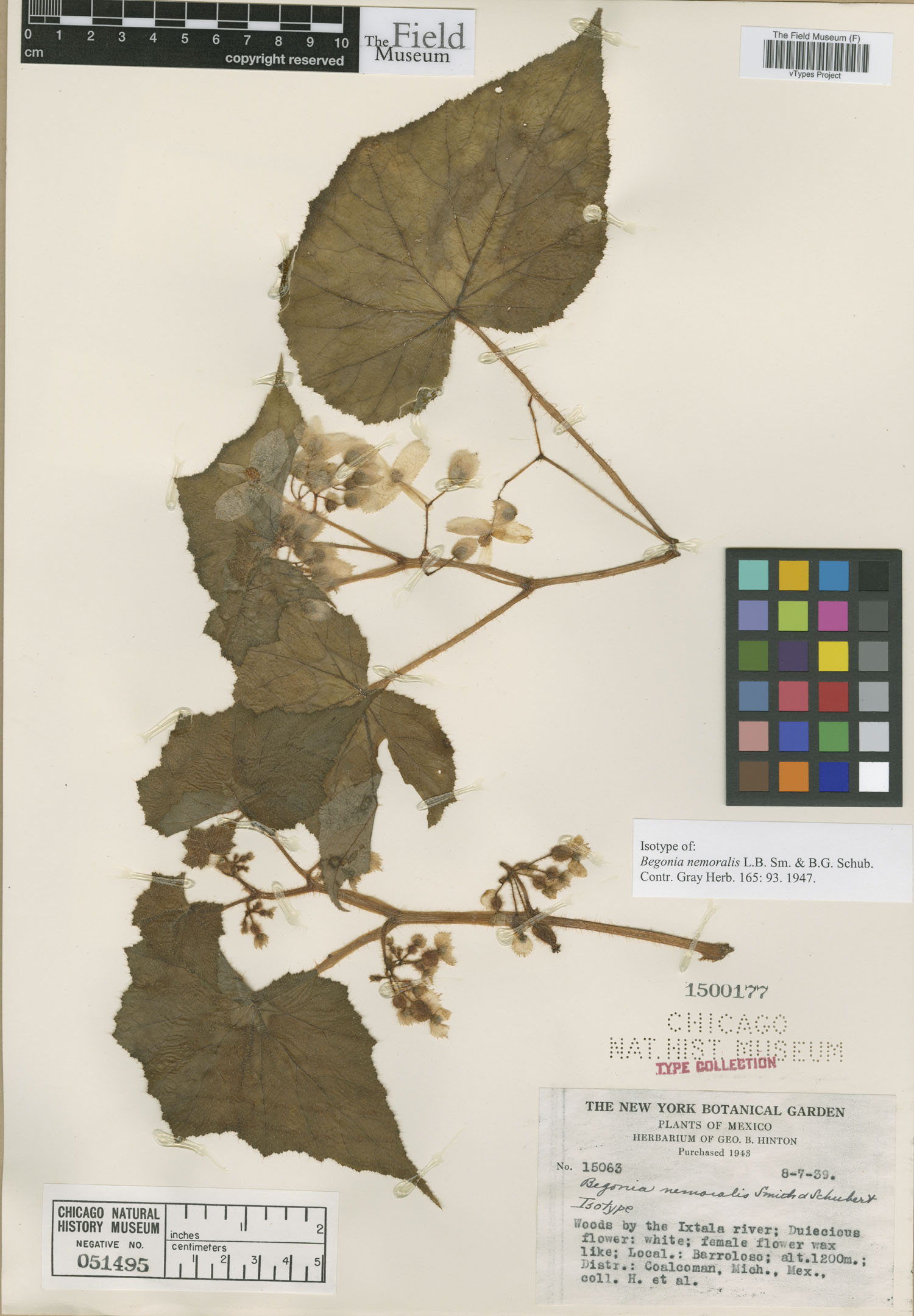 Begonia nemoralis image