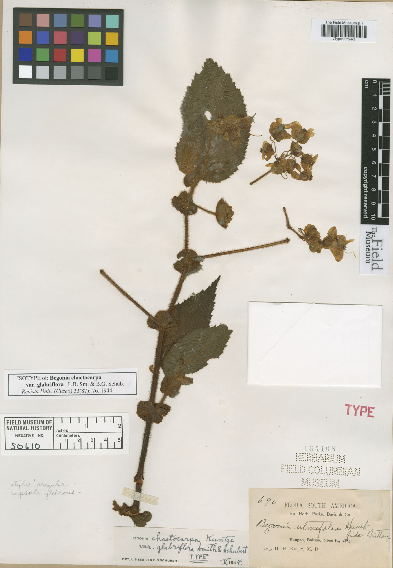 Begonia chaetocarpa image