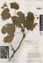 Begonia pastoensis image