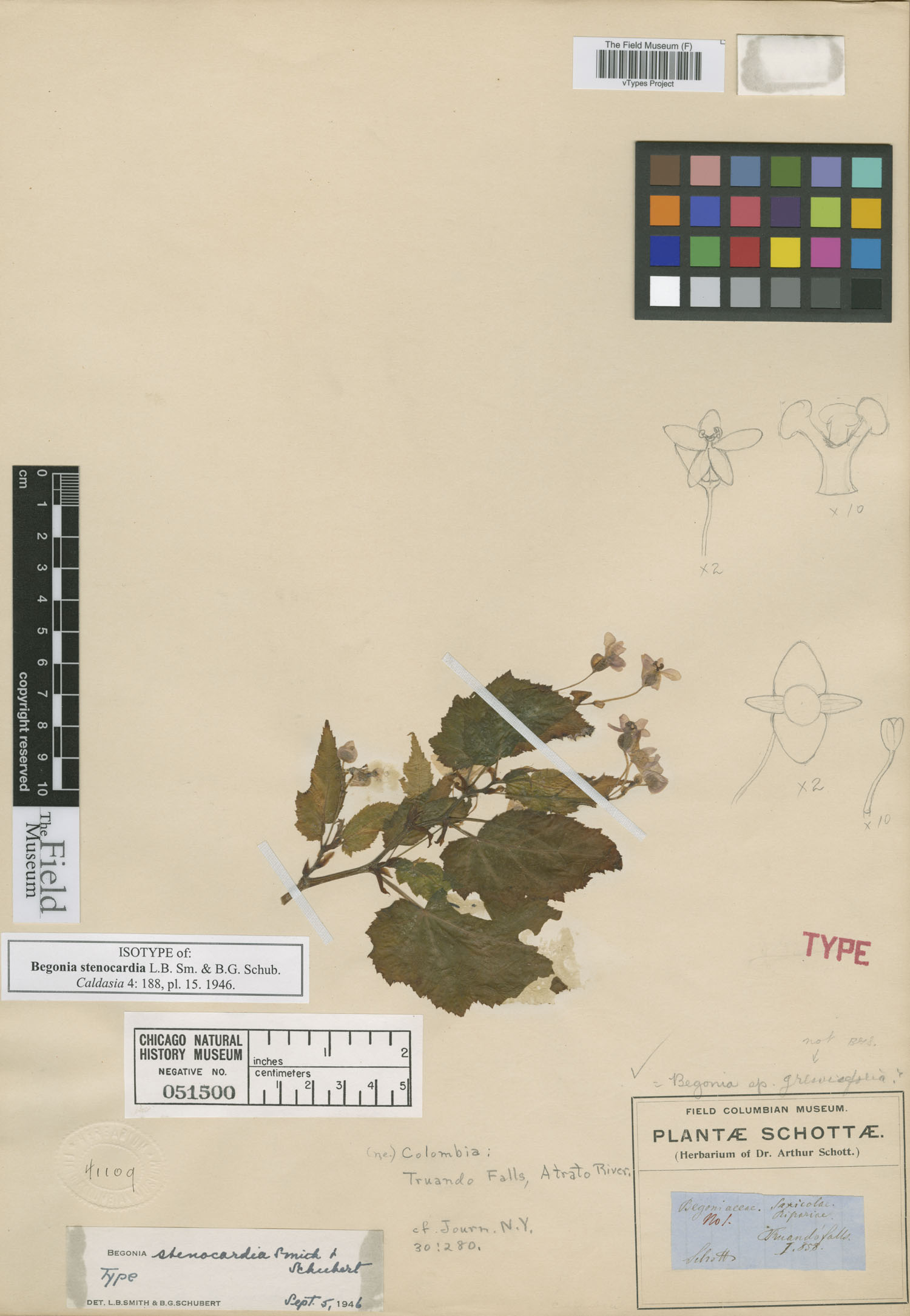Begonia stenocardia image
