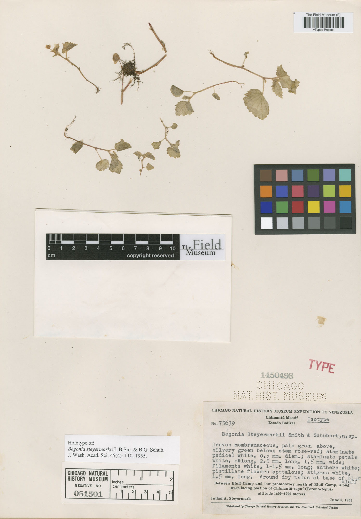 Begonia steyermarkii image