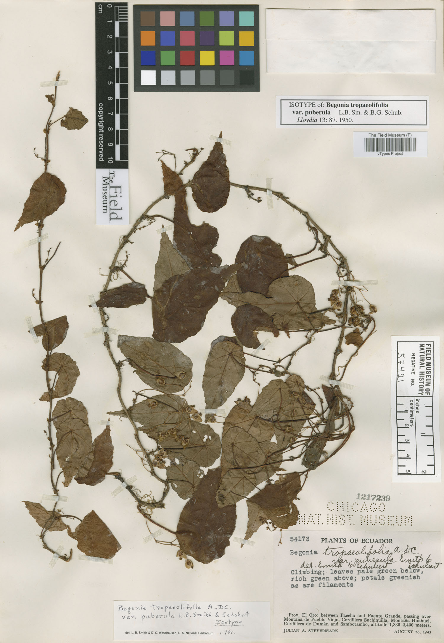 Begonia tropaeolifolia var. puberula image
