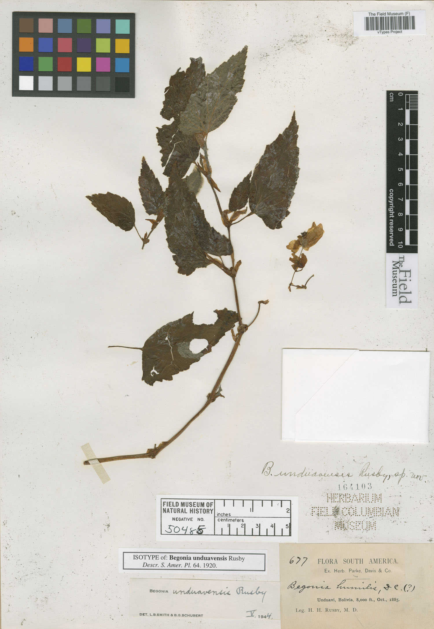 Begonia unduavensis image