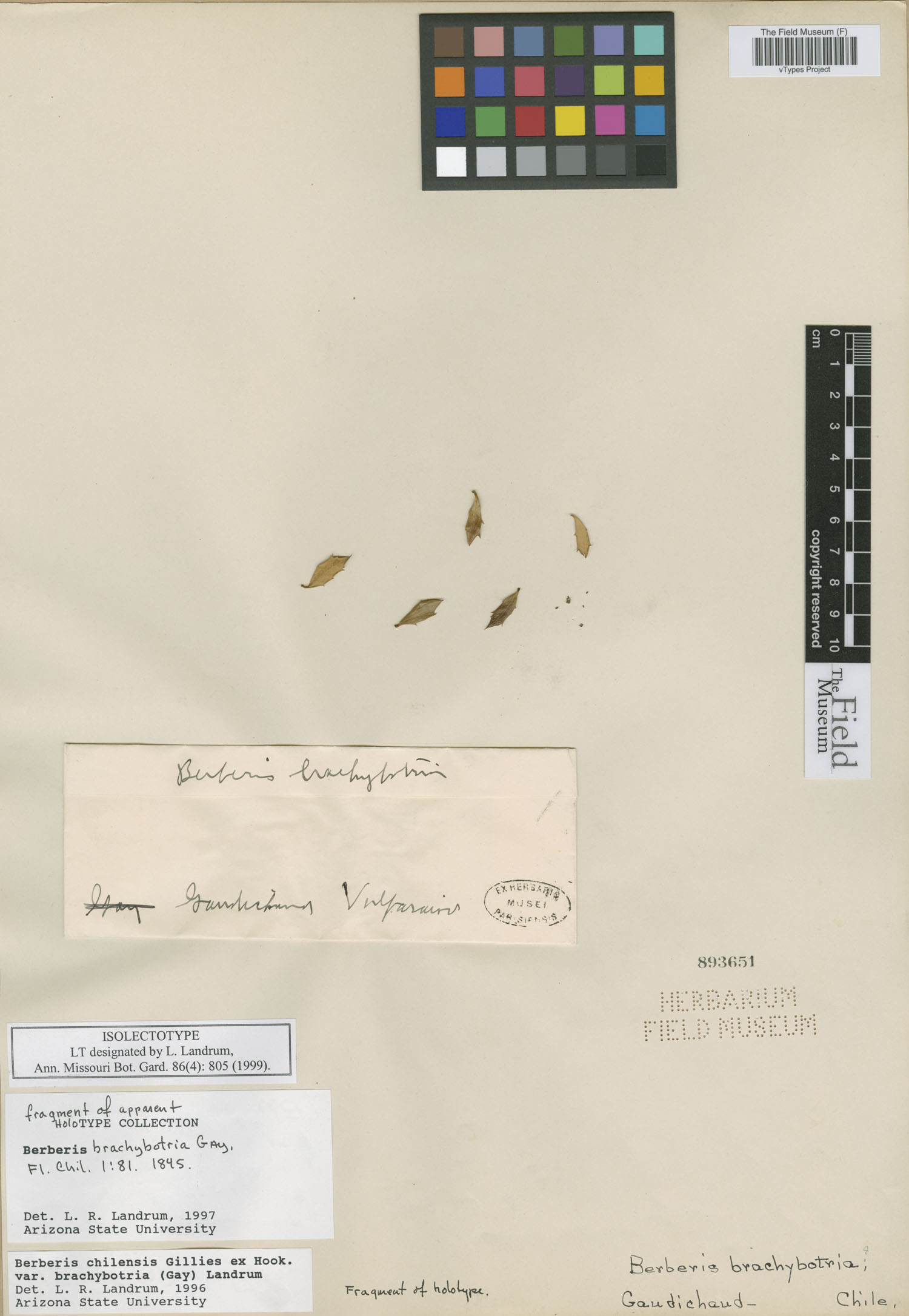 Berberis brachybotria image