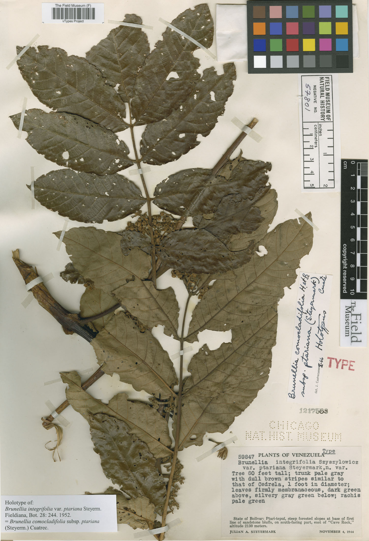 Brunellia comocladifolia subsp. ptariana image