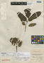 Brunellia comocladifolia subsp. funckiana image