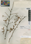 Bursera tenuifolia image