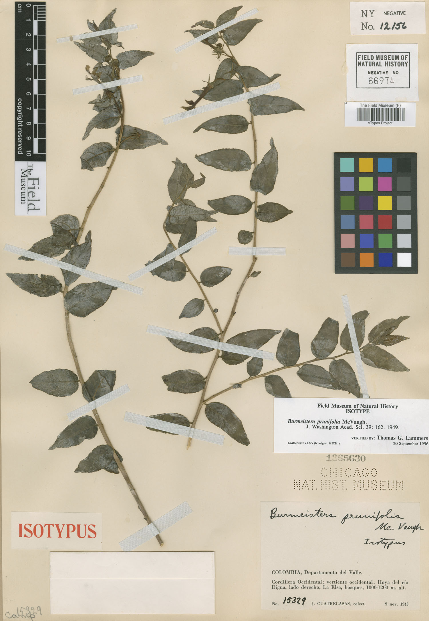 Burmeistera prunifolia image