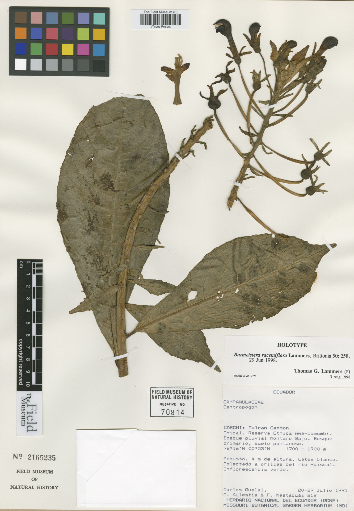 Burmeistera racemiflora image