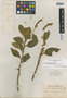 Centropogon suberianthus image