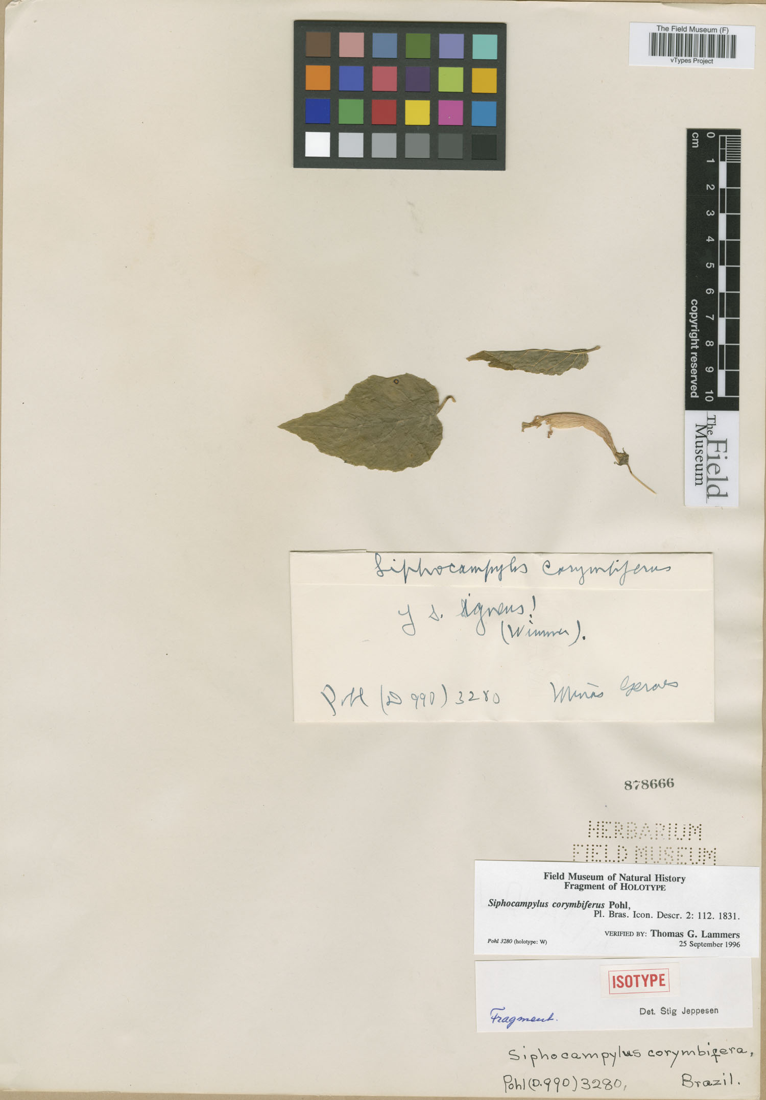 Siphocampylus corymbiferus image