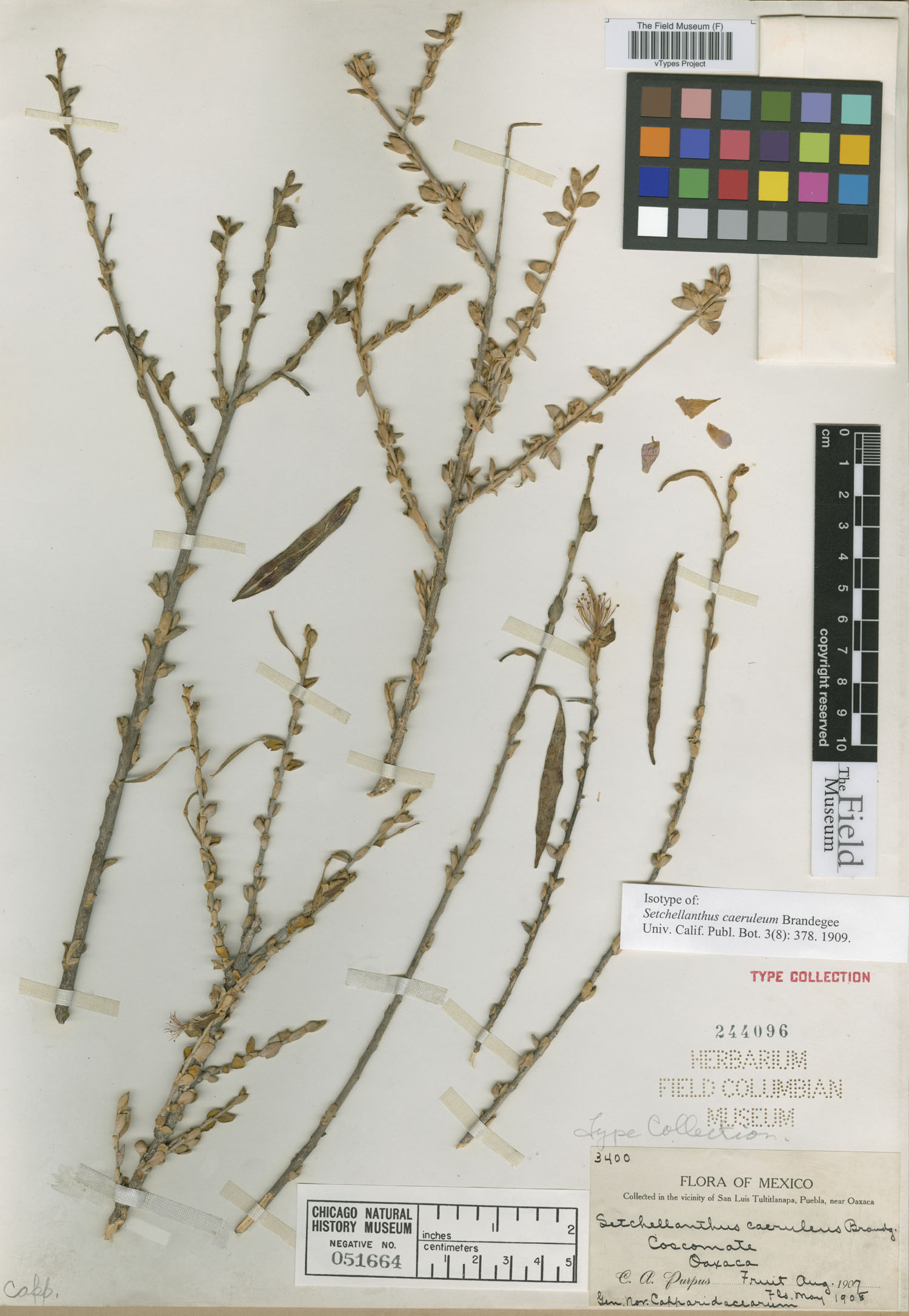 Setchellanthus image