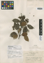 Viburnum acutifolium subsp. lautum image