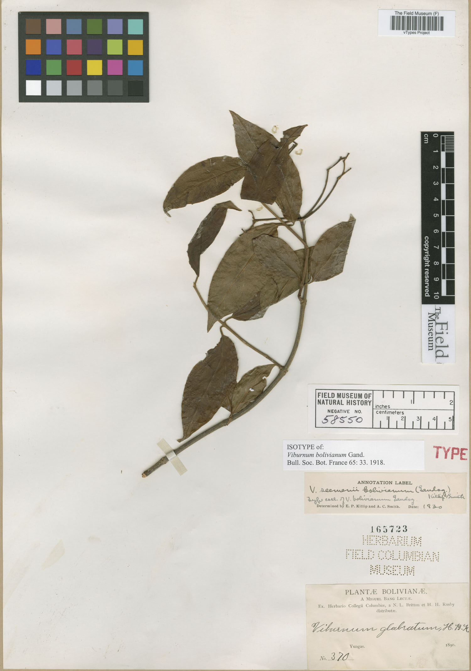 Viburnum bolivianum image