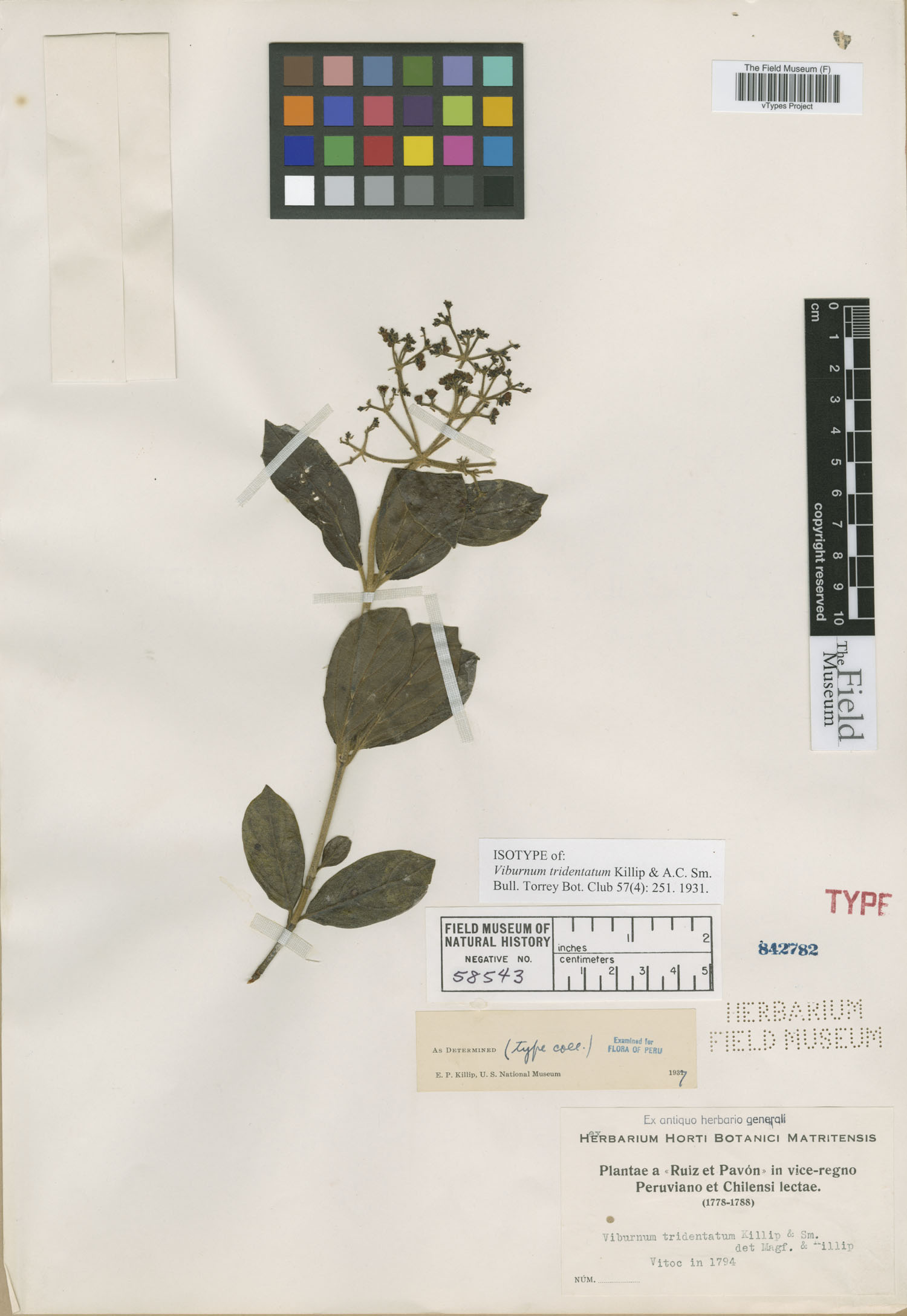 Viburnum tridentatum image