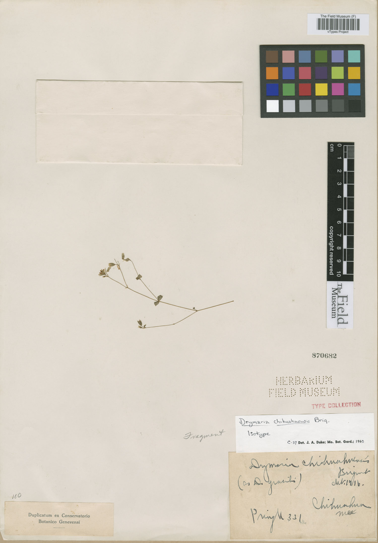 Drymaria chihuahuensis image