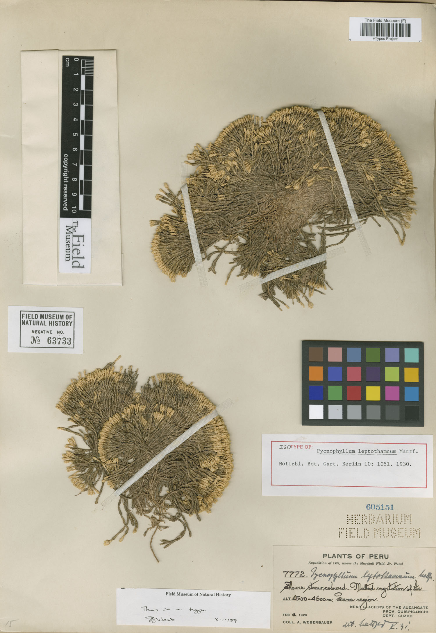 Pycnophyllum leptothamnum image