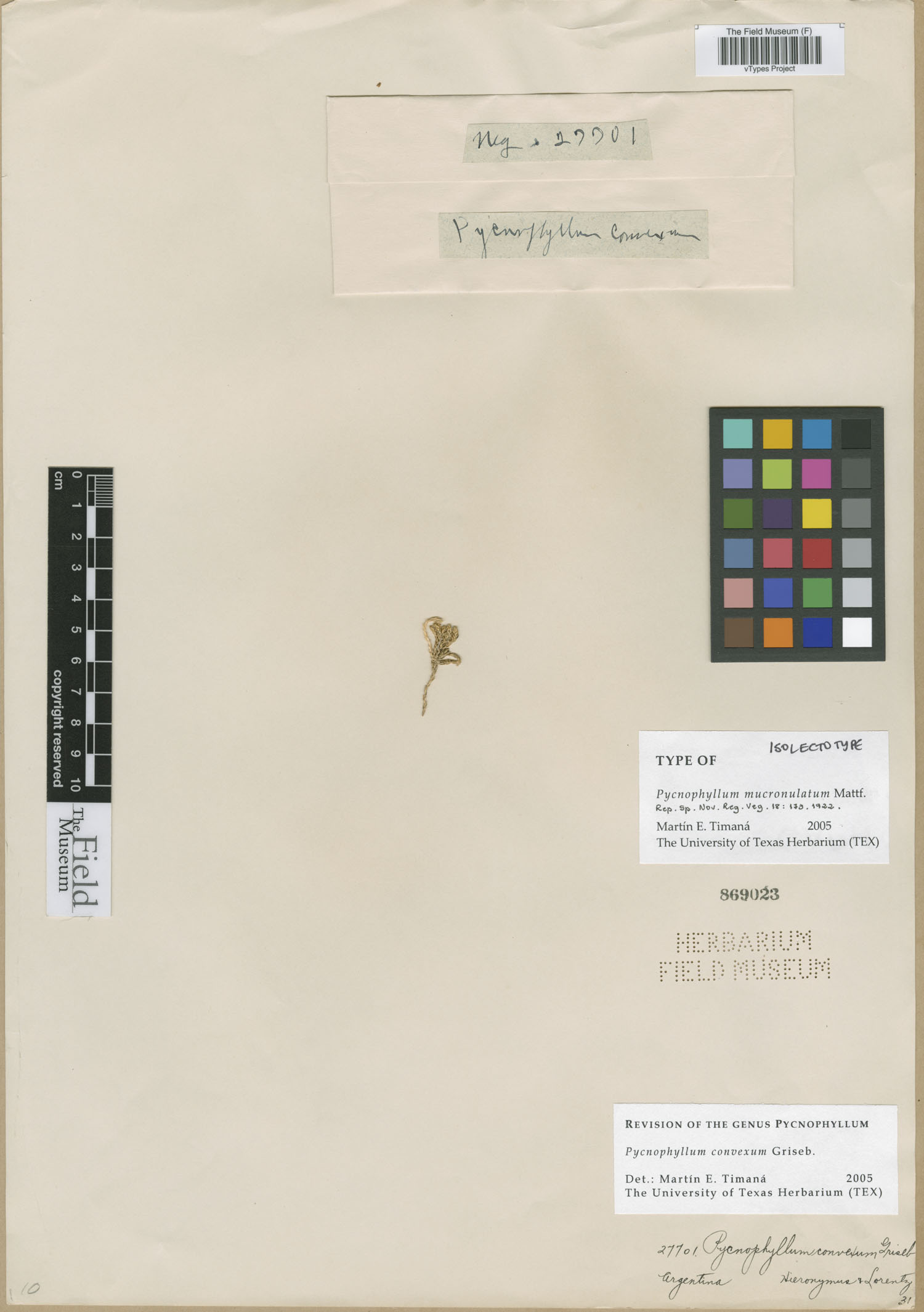 Pycnophyllum mucronulatum image