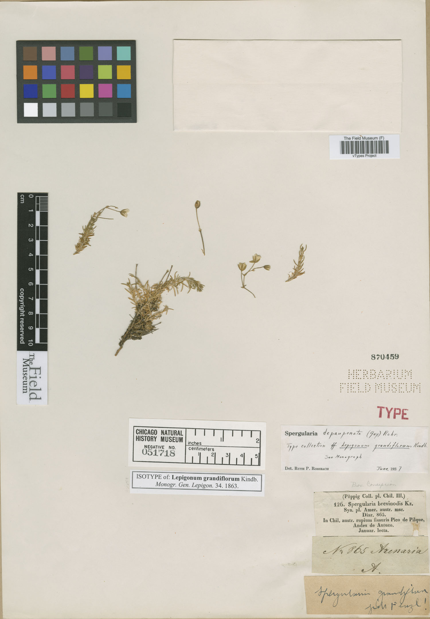 Lepigonum grandiflorum image
