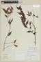 Myrciaria floribunda image