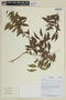 Myrciaria floribunda image