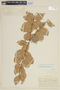 Eugenia alaternifolia image