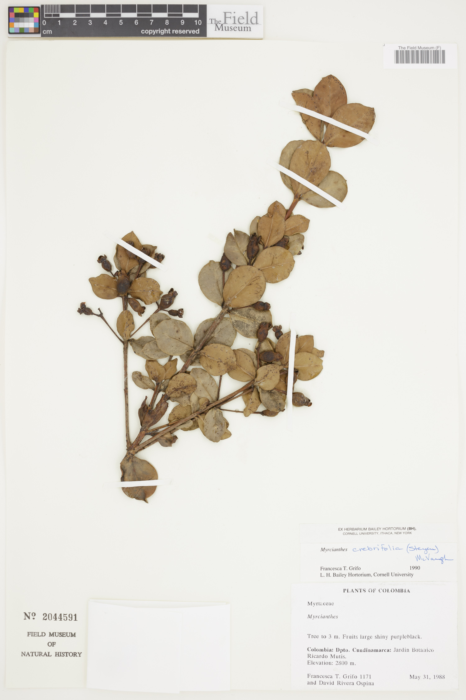 Myrcianthes crebrifolia image