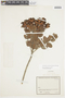Myrcianthes crebrifolia image