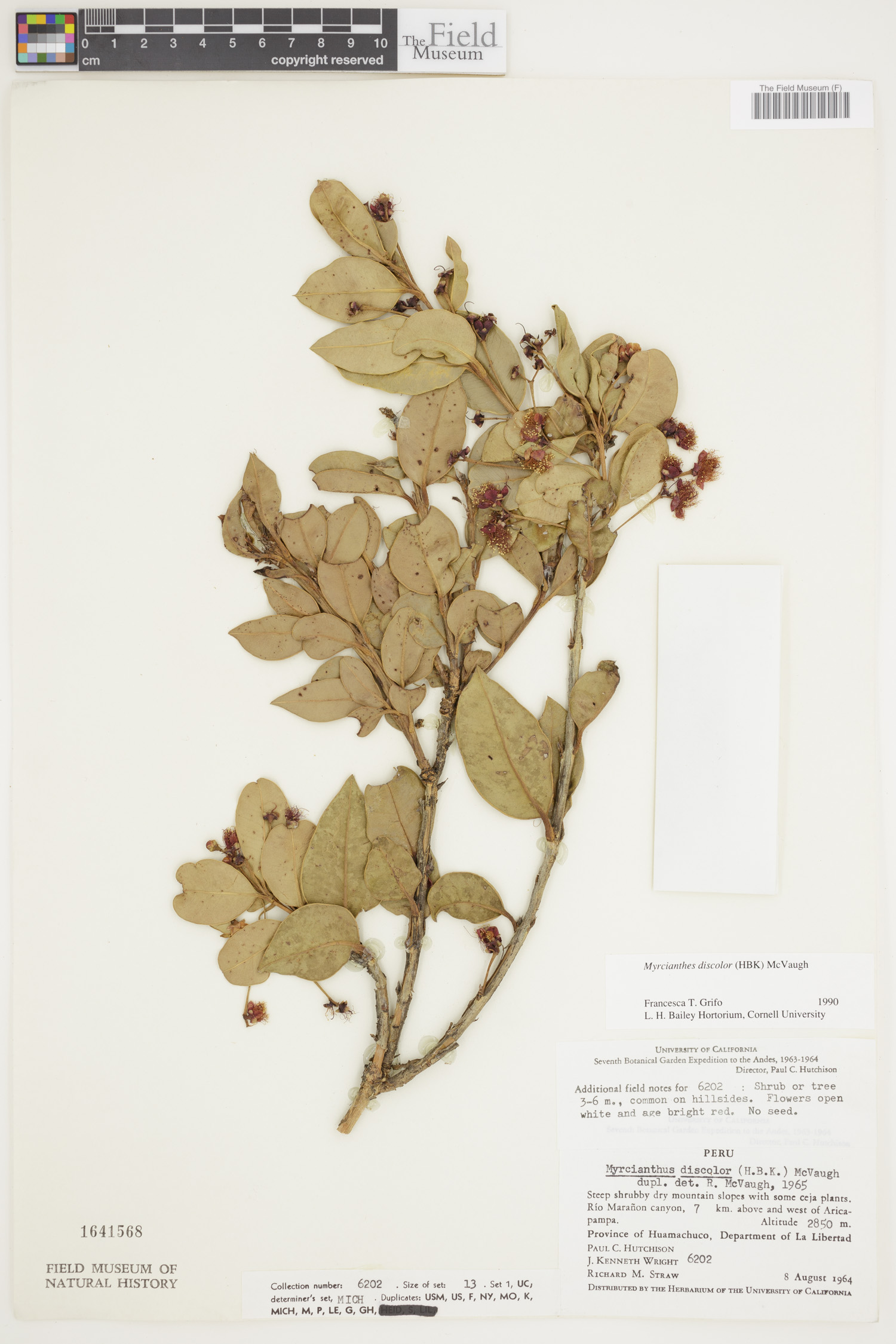 Myrcianthes discolor image