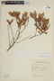Myrcianthes gigantea image