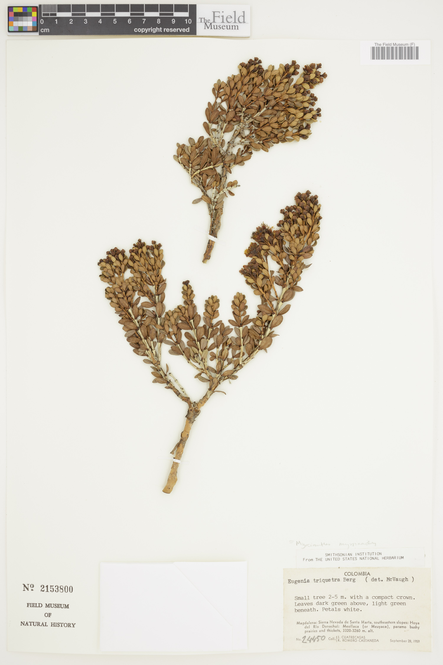 Myrcianthes myrsinoides image