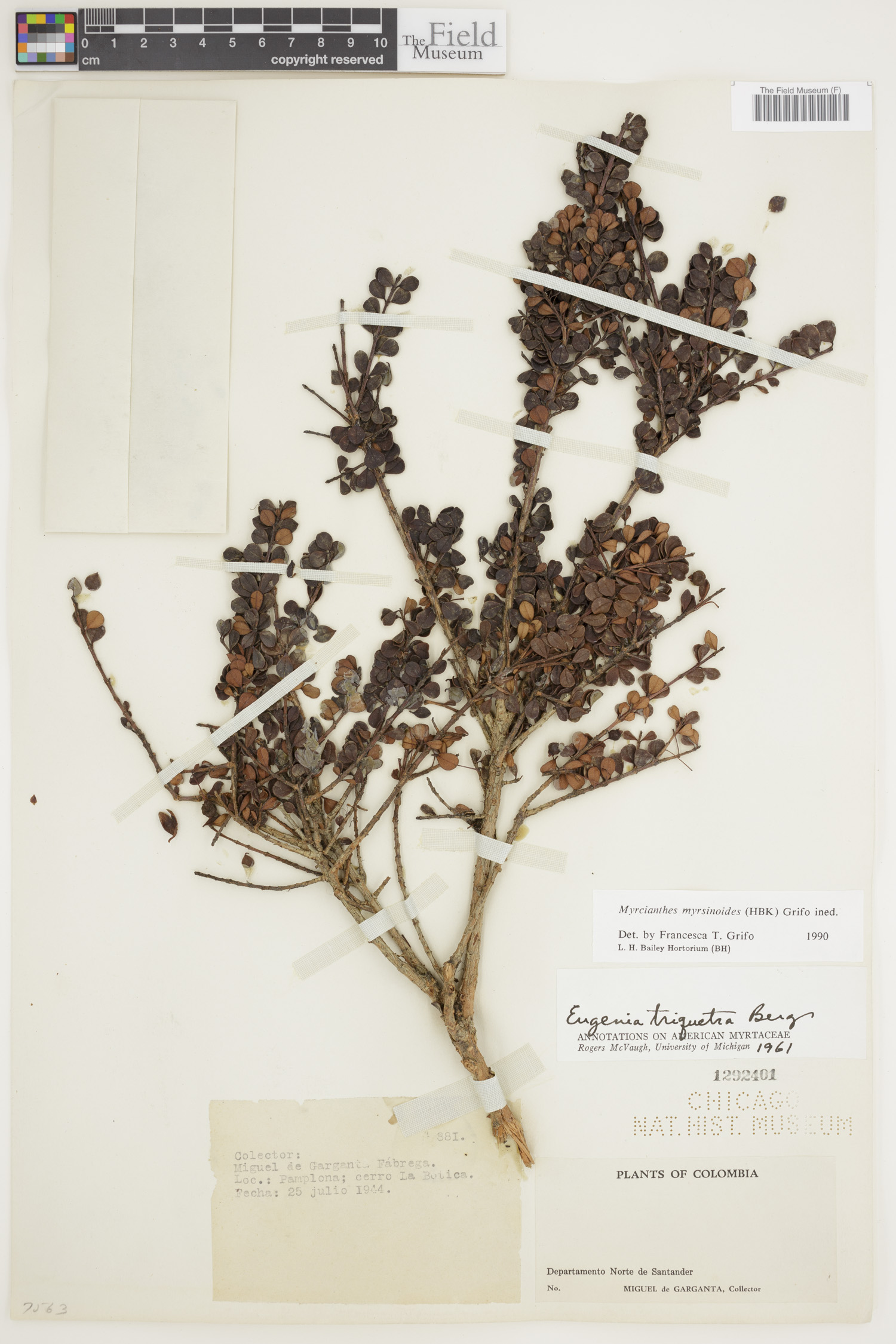 Myrcianthes myrsinoides image