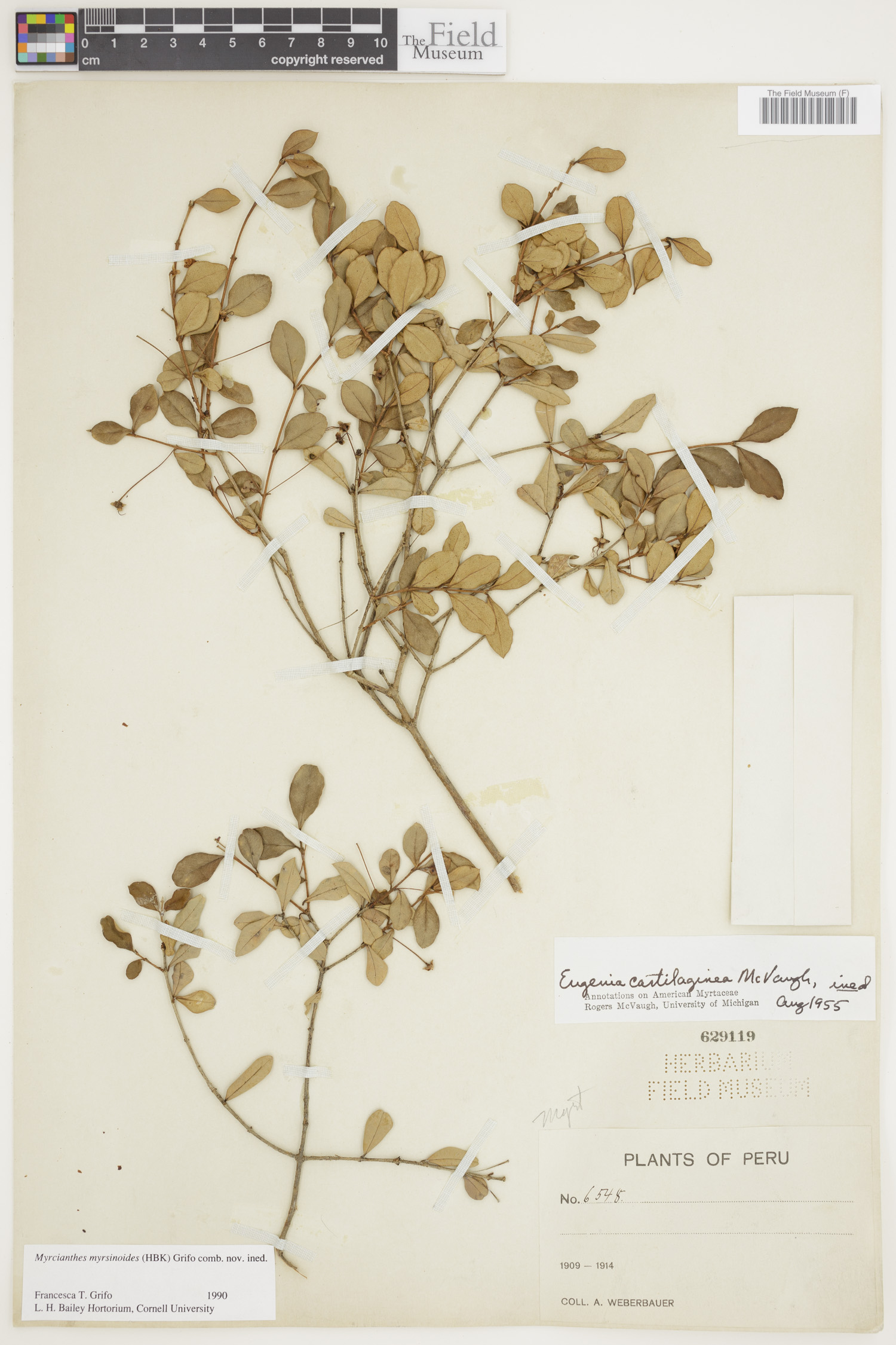 Myrcianthes myrsinoides image