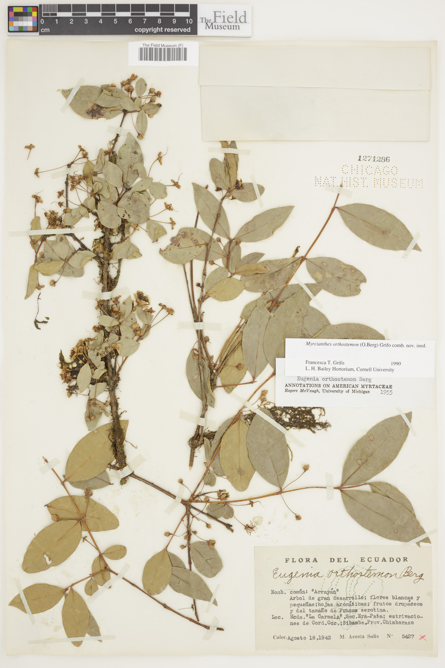 Myrcianthes orthostemon image