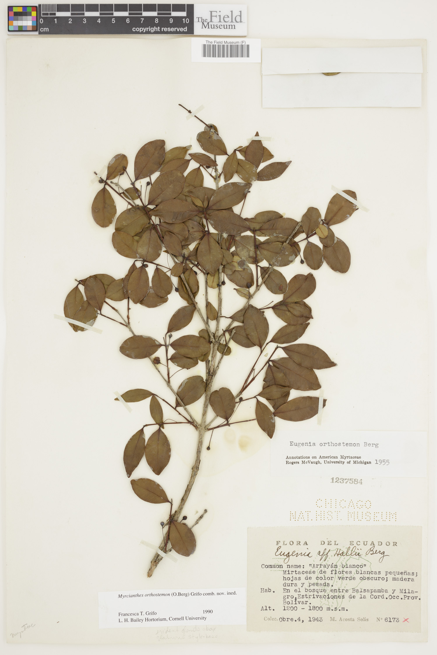Myrcianthes orthostemon image