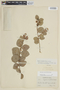 Myrcianthes oreophila image