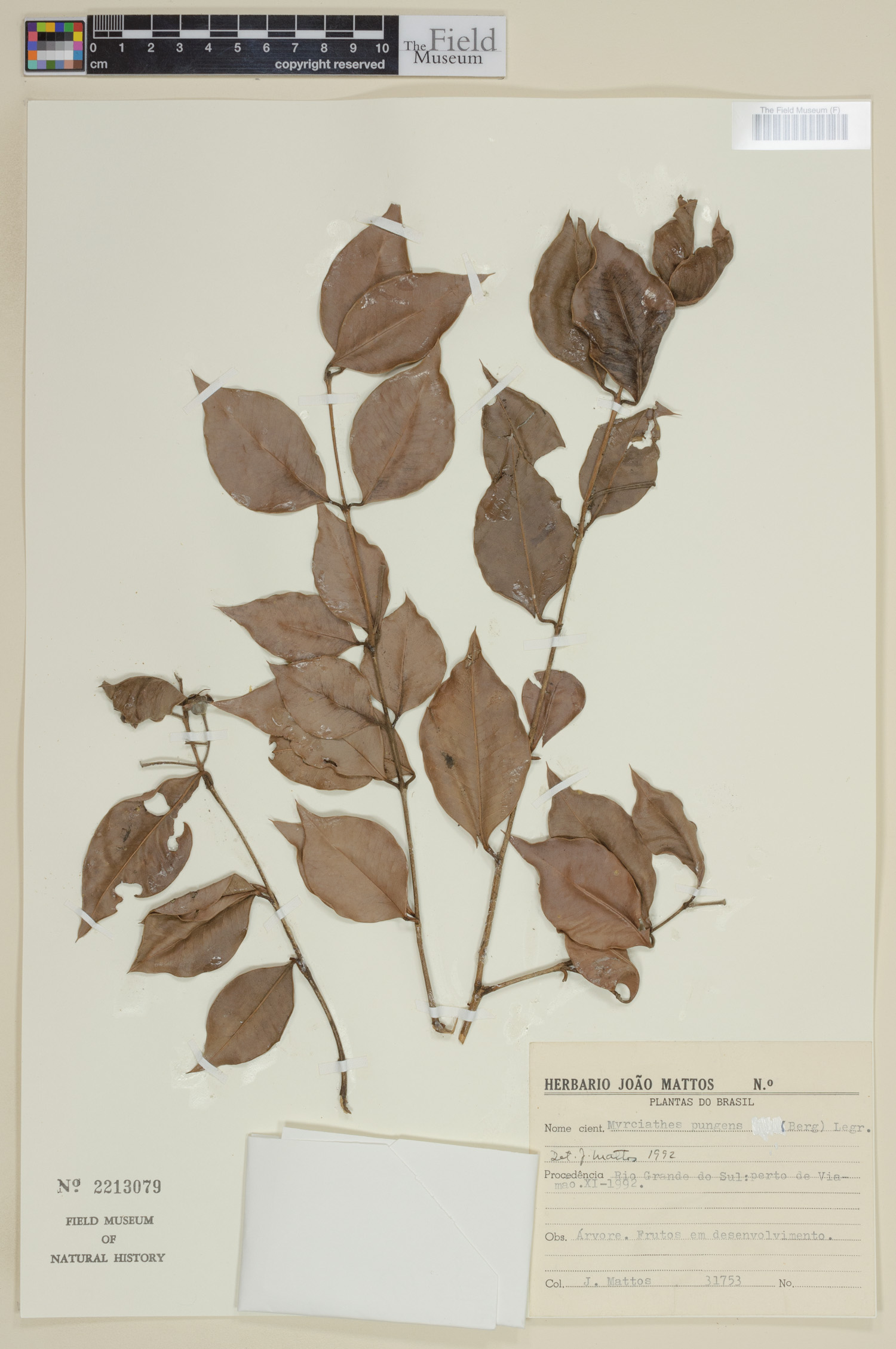Myrcianthes pungens image