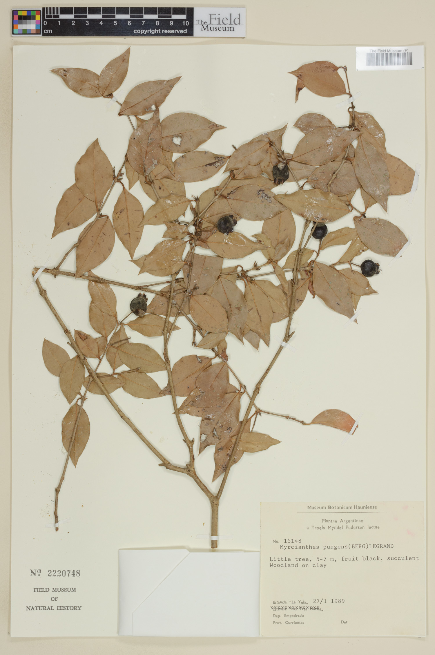 Myrcianthes pungens image
