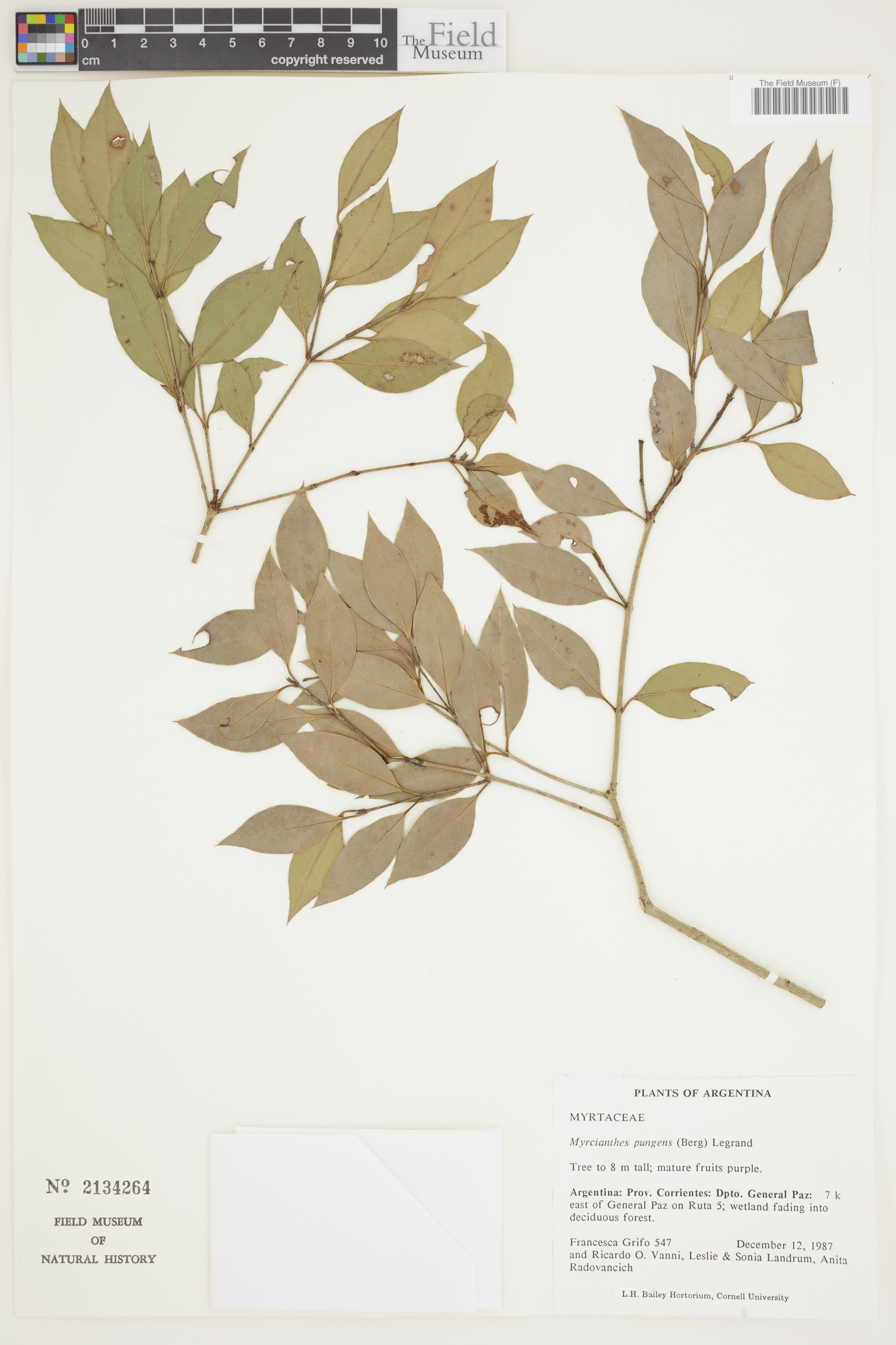 Myrcianthes pungens image