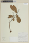 Myrcianthes rhopaloides image