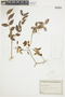 Myrciaria cauliflora image