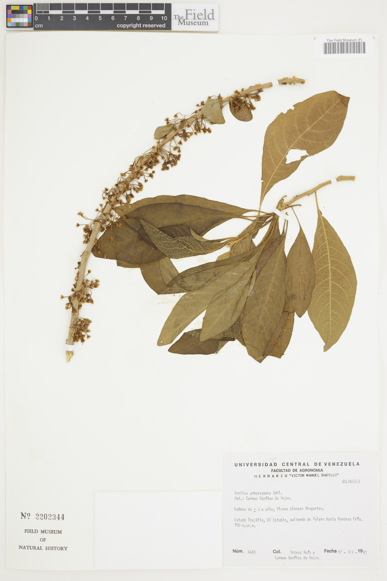Acnistus arborescens image