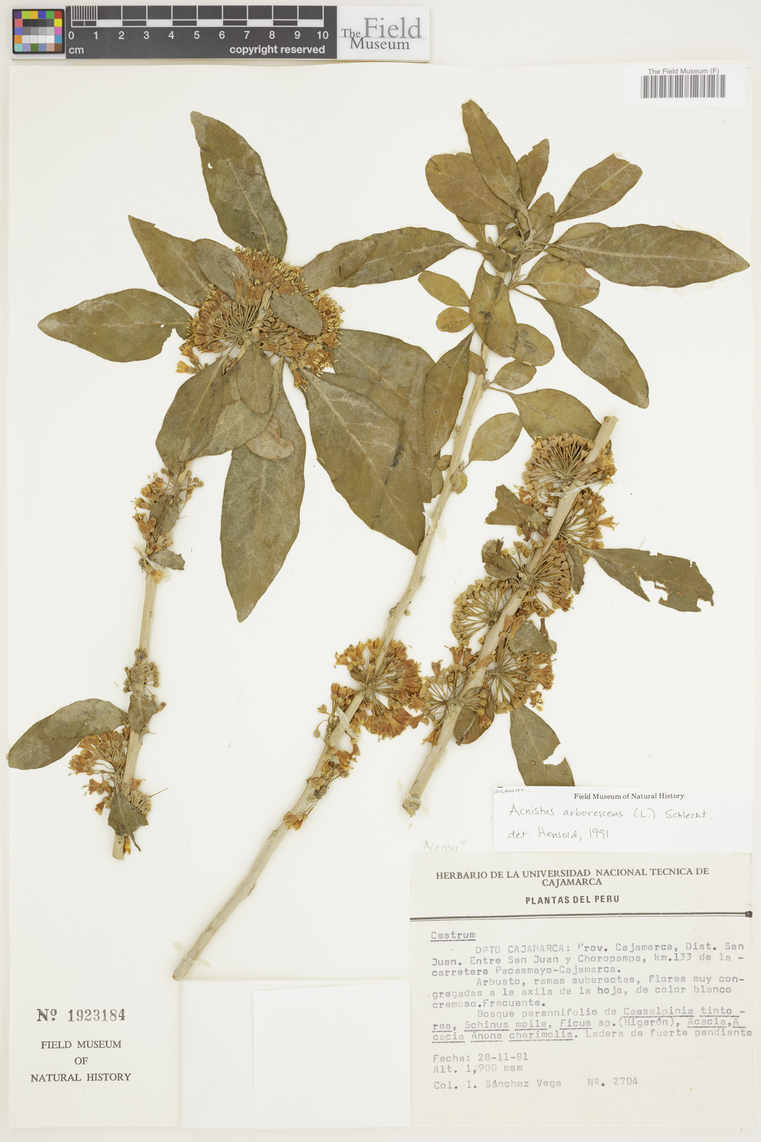 Acnistus image