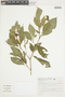Aureliana fasciculata var. fasciculata image