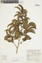 Aureliana fasciculata var. fasciculata image