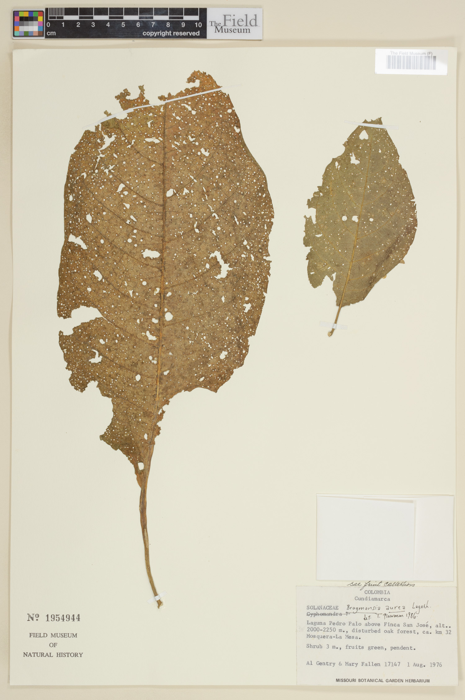 Brugmansia aurea image