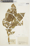Brugmansia aurea image