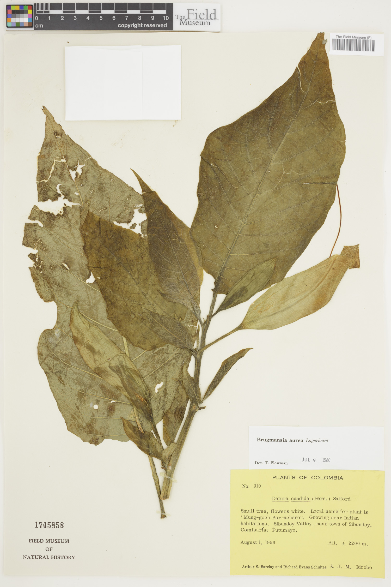 Brugmansia aurea image