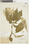 Brugmansia insignis image