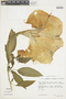 Brugmansia insignis image